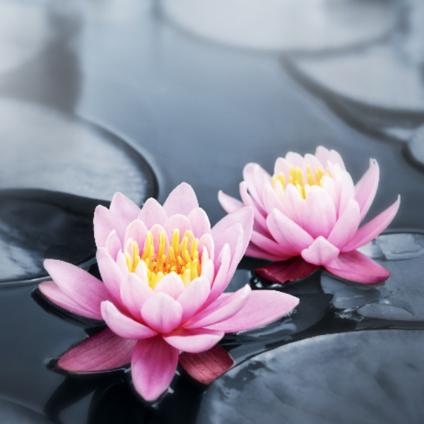 photo-1445384763658-0400939829cd