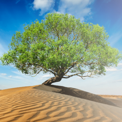 photo-1445384763658-0400939829cd